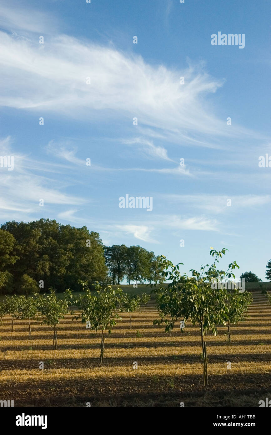 Walnut Grove junge Bäumchen mit Mais Stoppeln zwischen im späten Abendlicht Frankreich 2005 Stockfoto