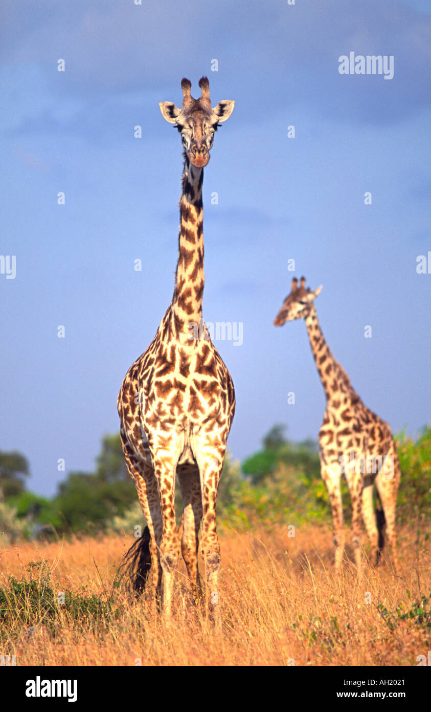 Giraffen (Giraffa Plancius) in der Masai Mara Reserve in Kenia. Stockfoto