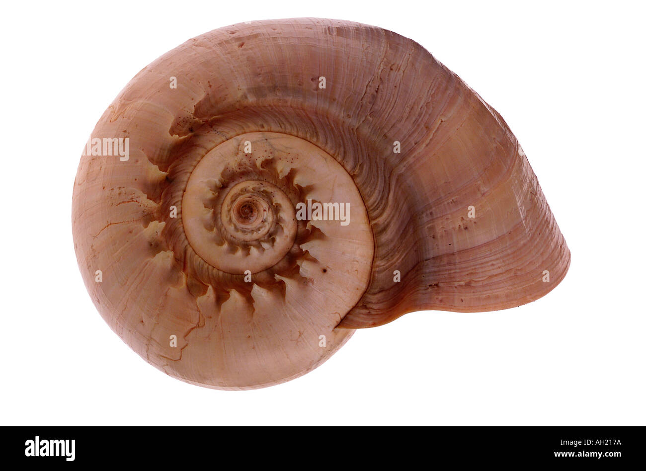 Muschel auf weißem Hintergrund Stockfoto