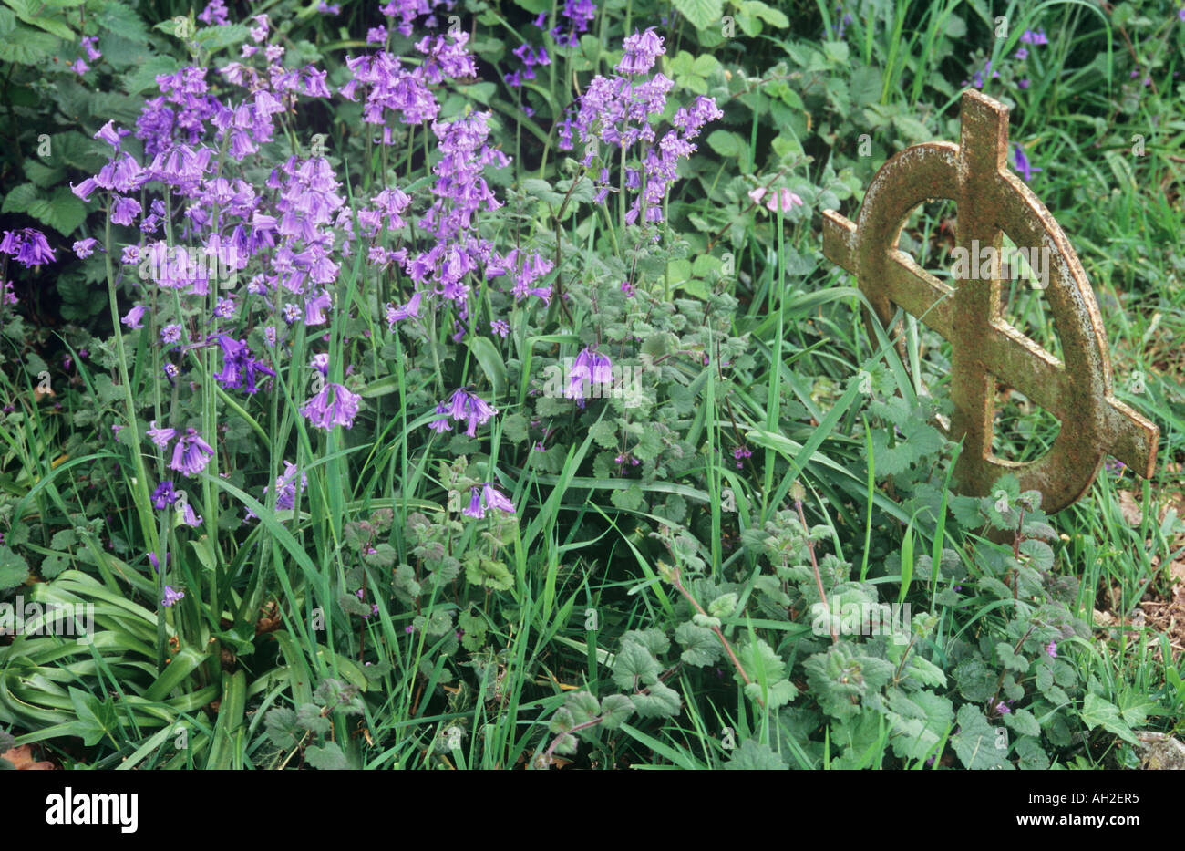 Glockenblumen oder Hyacinthoides oder Scilla Nonscripta mit Ground Ivy oder Glechoma Hederacea wächst um ein Metall schwere Kruzifix Stockfoto