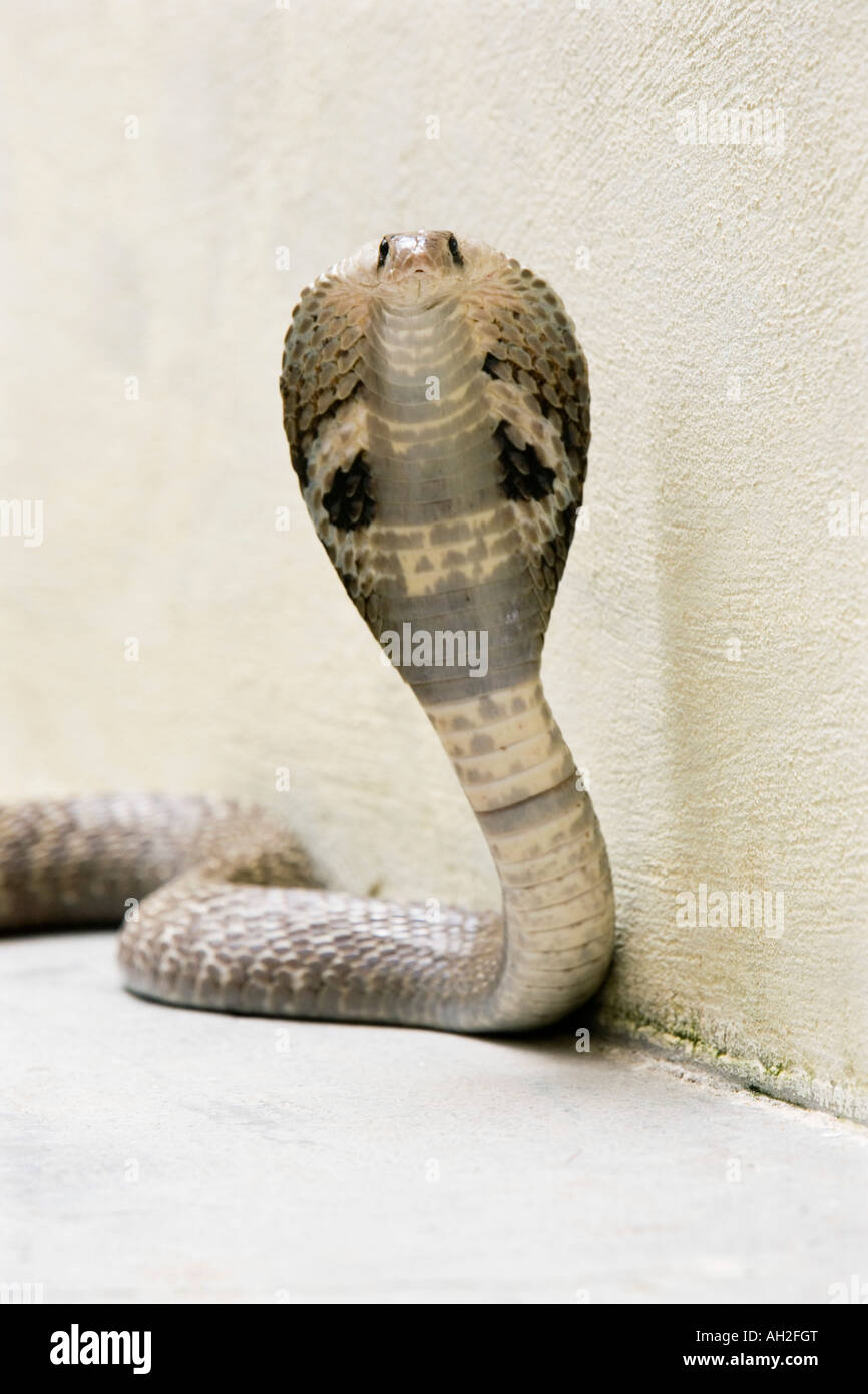 Indische Spectacled Cobra. Indien Stockfoto