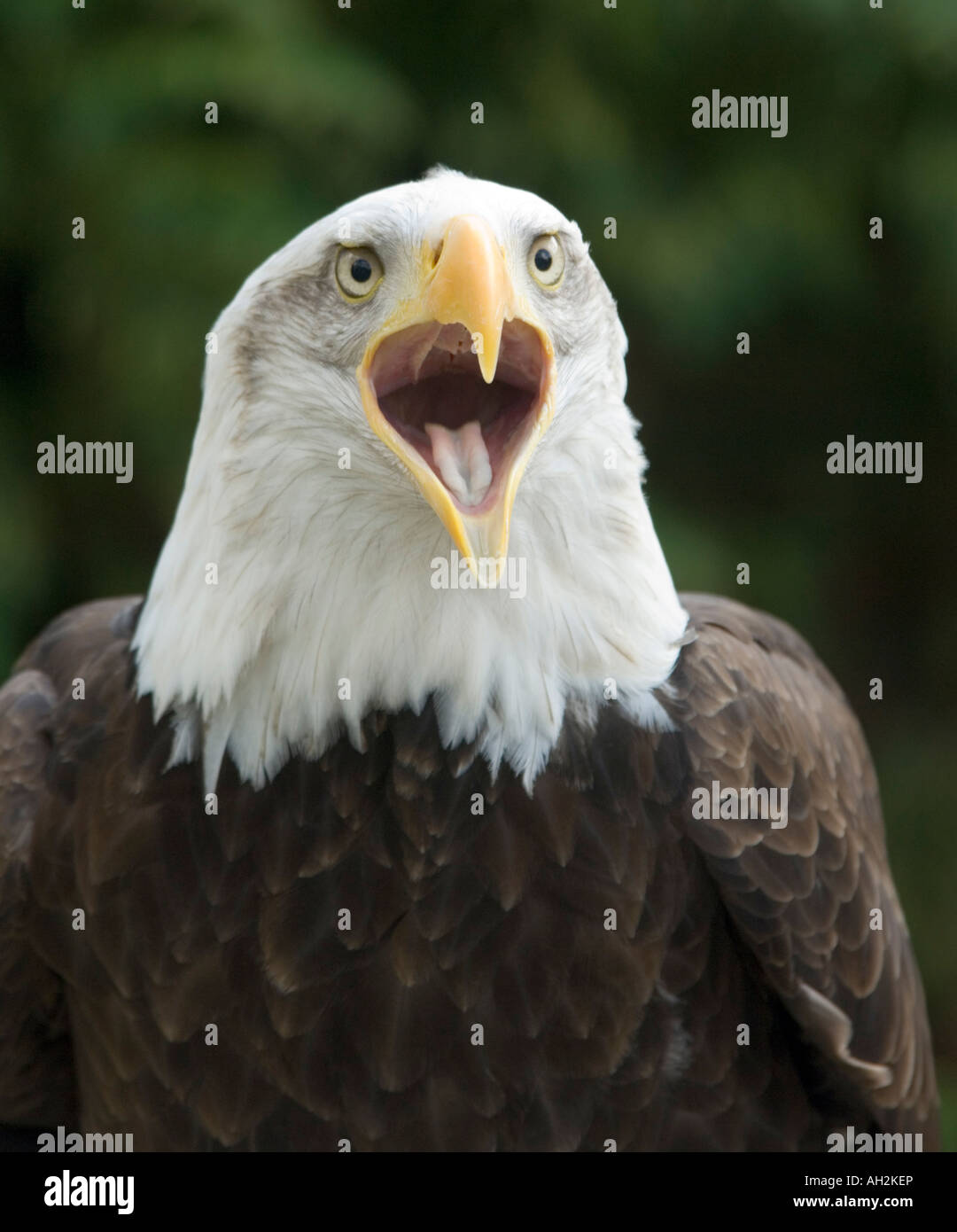 Weißkopfseeadler Haliaeetus Leucocephalus - Captive Stockfoto