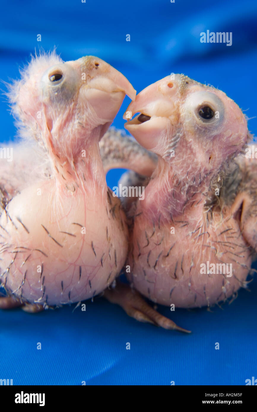 Baby parrots -Fotos und -Bildmaterial in hoher Auflösung – Alamy