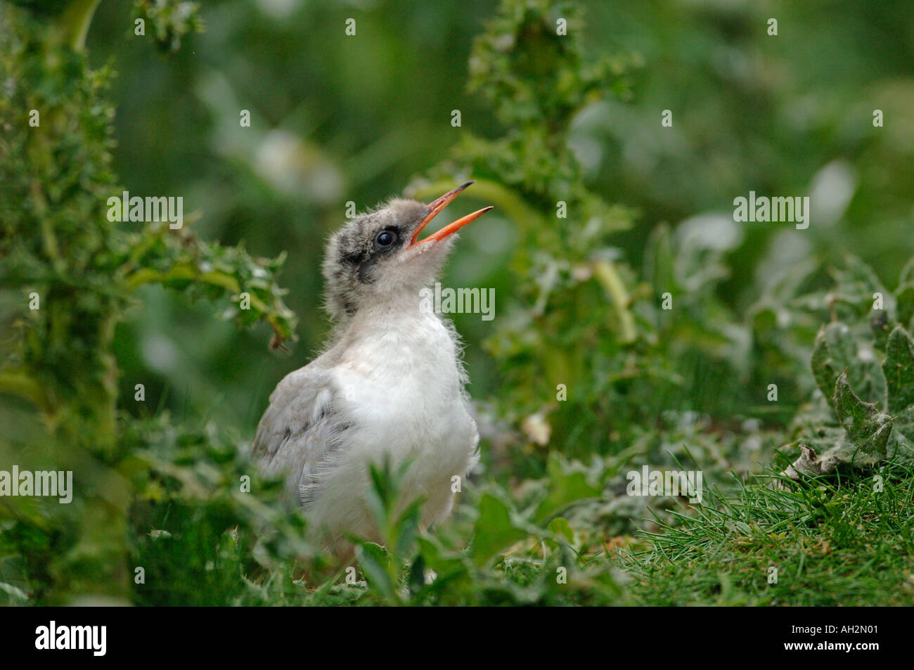 Arctic Tern Baby Waiting Return Stockfotos Und Bilder Kaufen Alamy