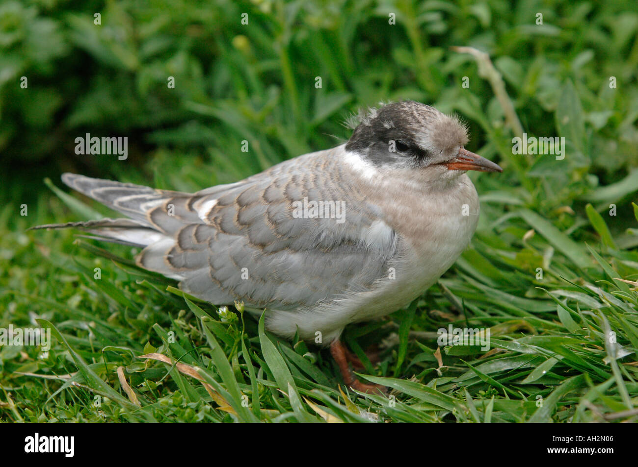 Arctic Tern Baby Waiting Return Stockfotos Und Bilder Kaufen Alamy