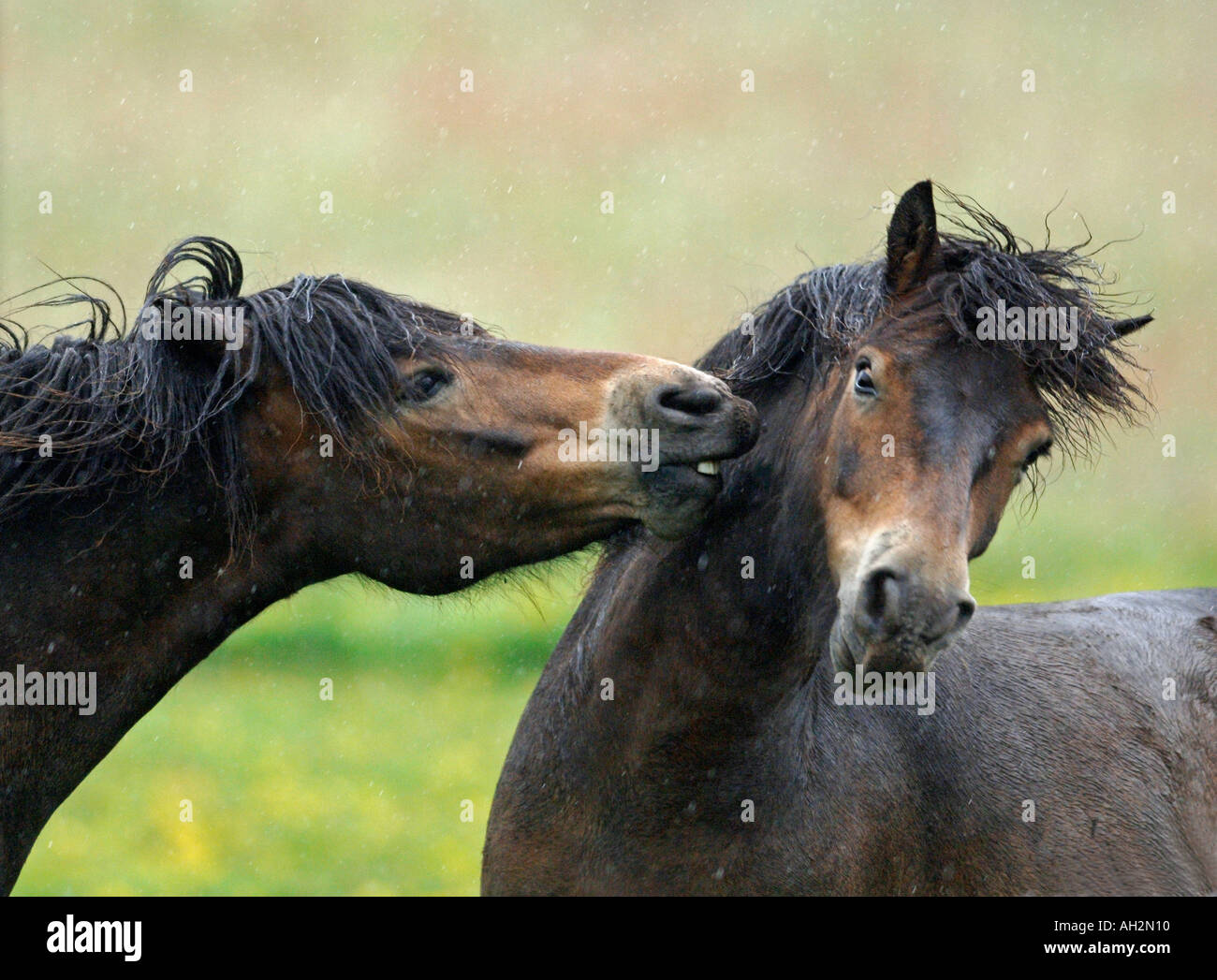 Aggressives Verhalten zwischen Hengste in einem Feld Stockfoto