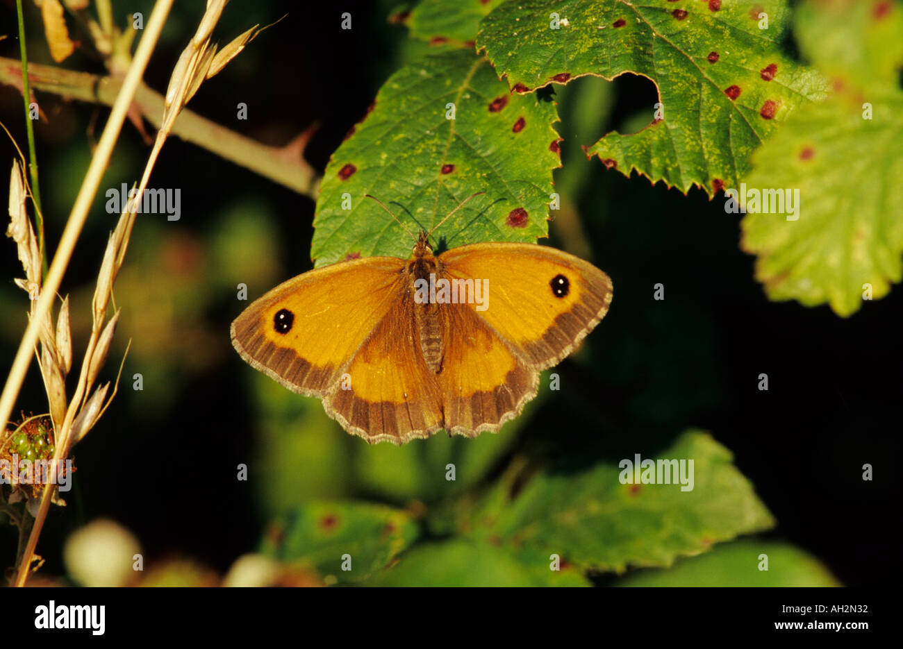 Gatekeeper oder Hecke braun Schmetterling Stockfoto