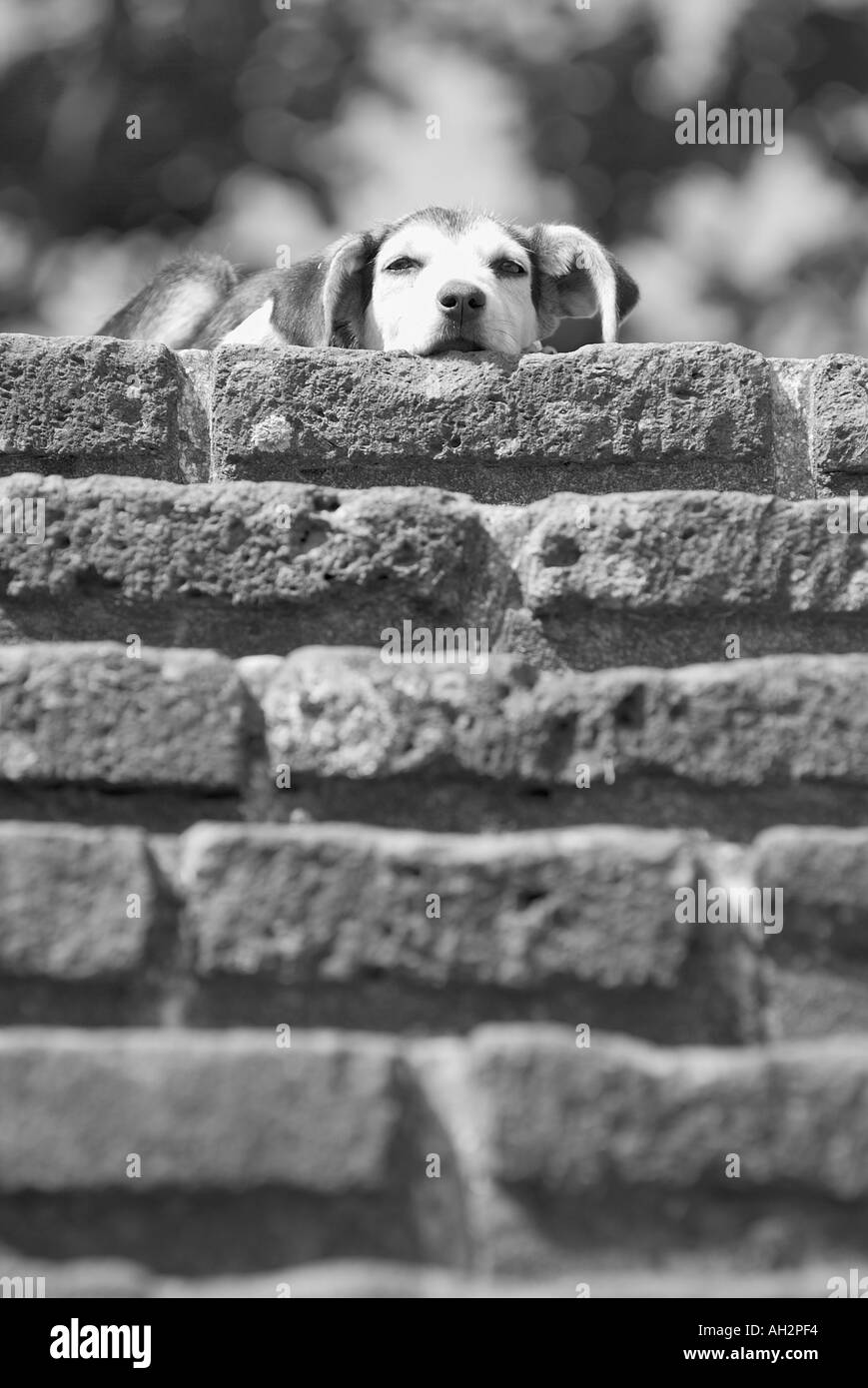 Entspannter Hund Stockfoto