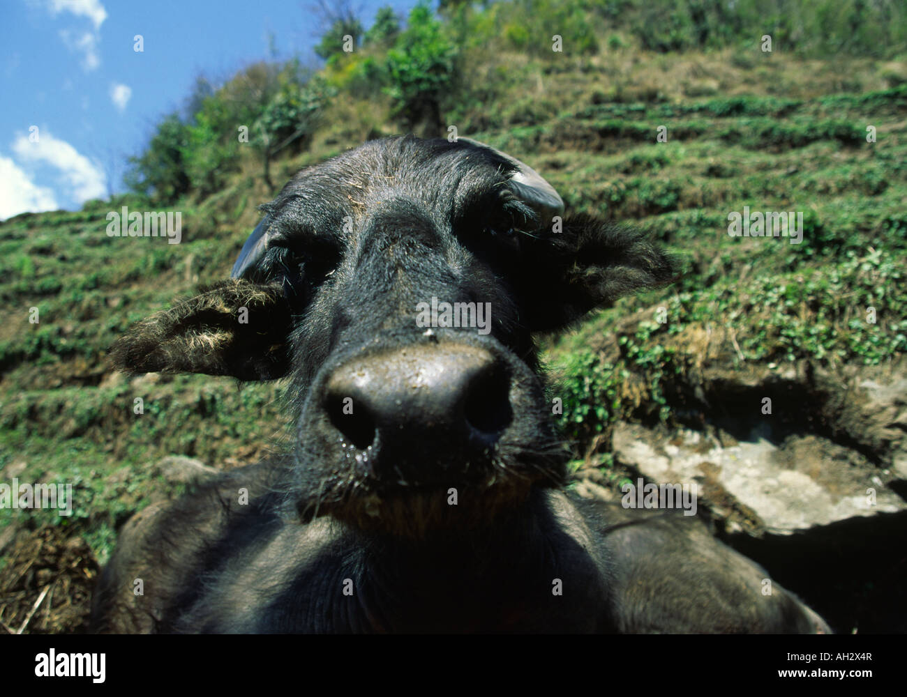 Wasserbüffel, Nepal II Stockfoto