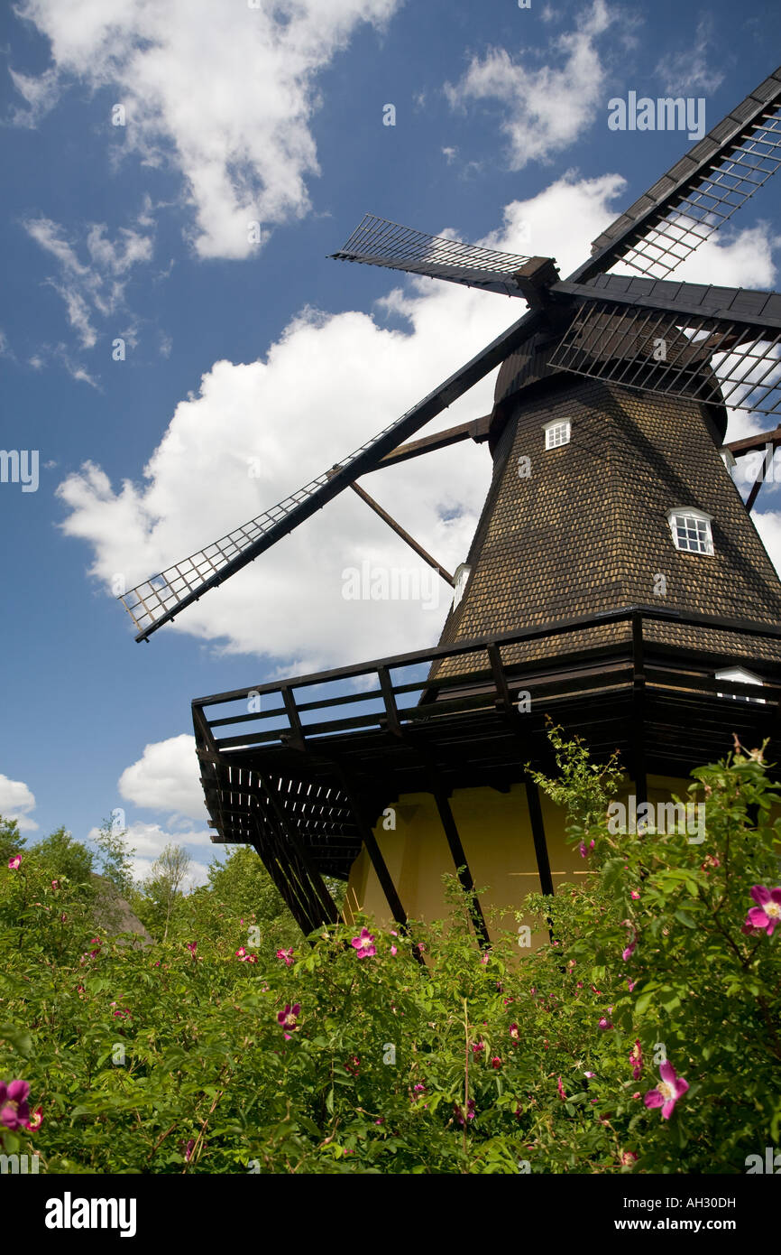 Windmühle und Rosen umrahmt eine alte hölzerne Windmühle von einem blauen Himmel mit weißen Cumulus-Wolken und ein Bett von Wildrosen Stockfoto