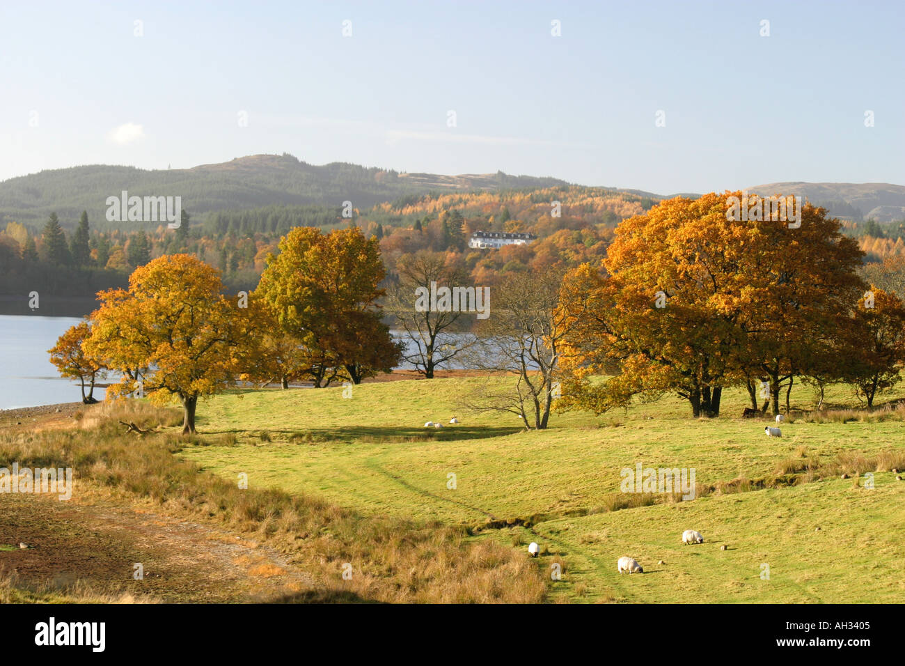 Schafe weiden unter Herbst-Farben in die Trossachs National Park, Schottland Stockfoto