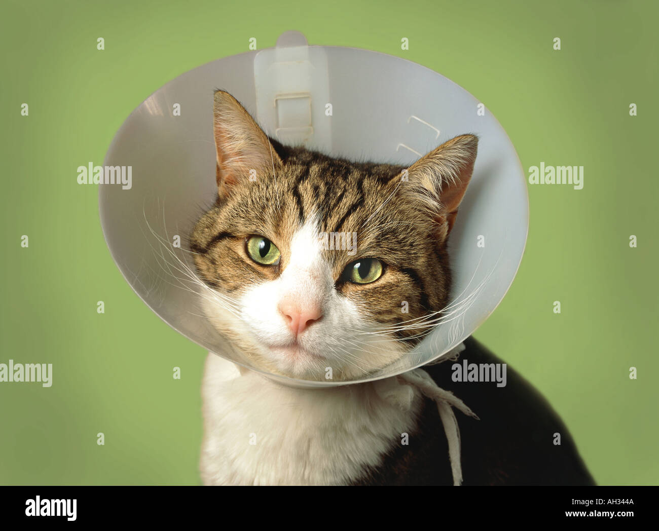 Katze ein Halsband tragen, nach einer operation Stockfotografie - Alamy