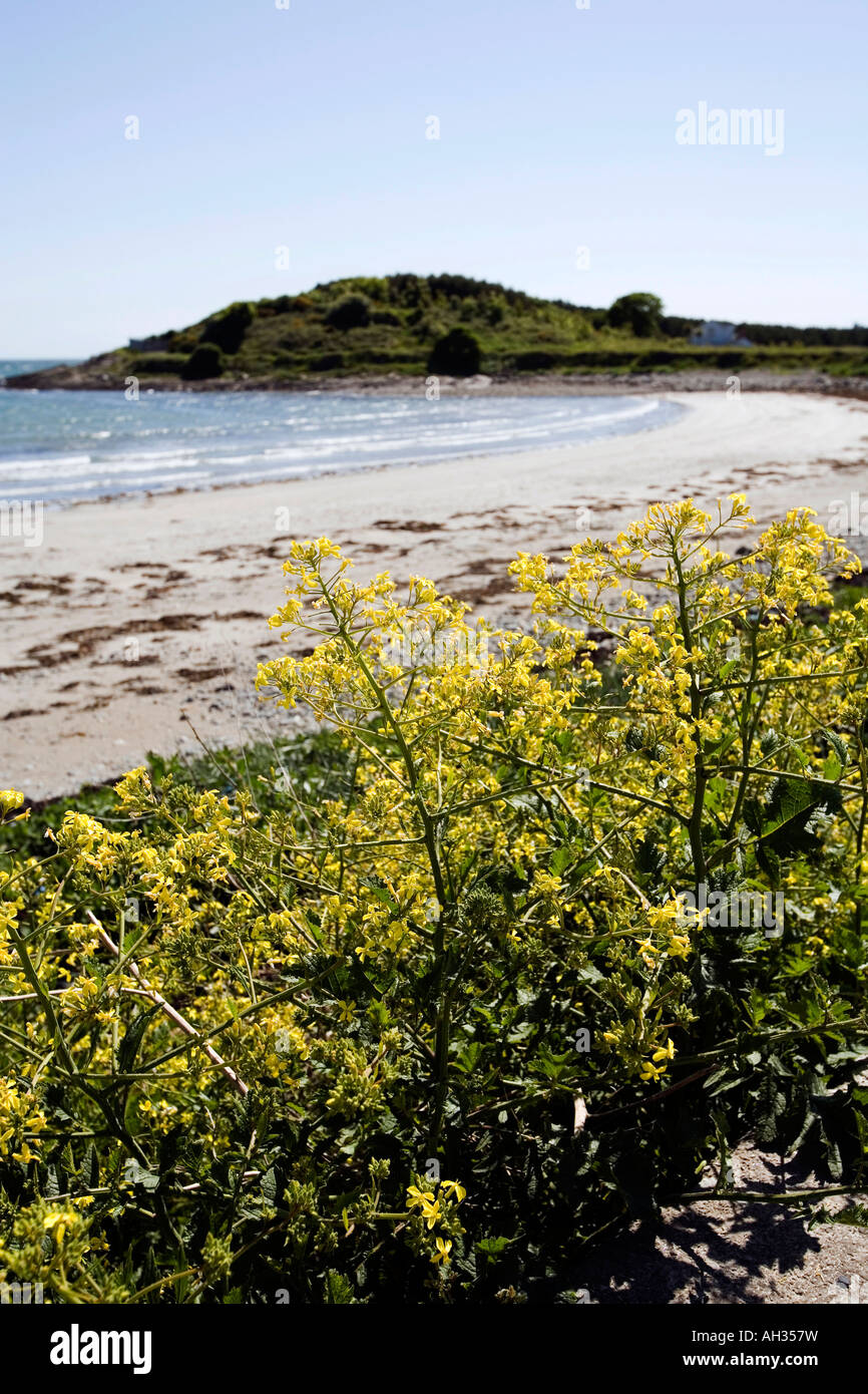 UK Nordirland County Down Coney Island Wildblumen entlang der Strandpromenade Stockfoto