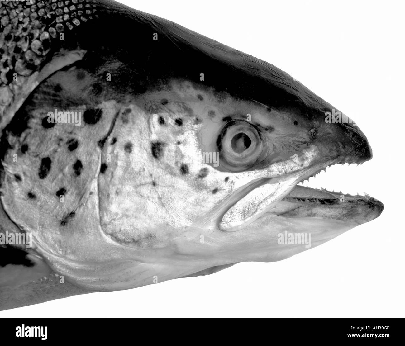 Nahaufnahme eines Teils eines Lachs auf weißem Hintergrund Stockfoto