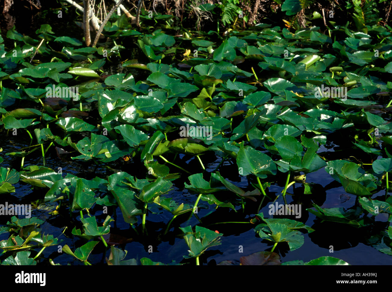 Wasserpflanzen, Pflanzen, Vegetation, Everglades, Coopertown, Florida, Vereinigte Staaten, Nordamerika Stockfoto