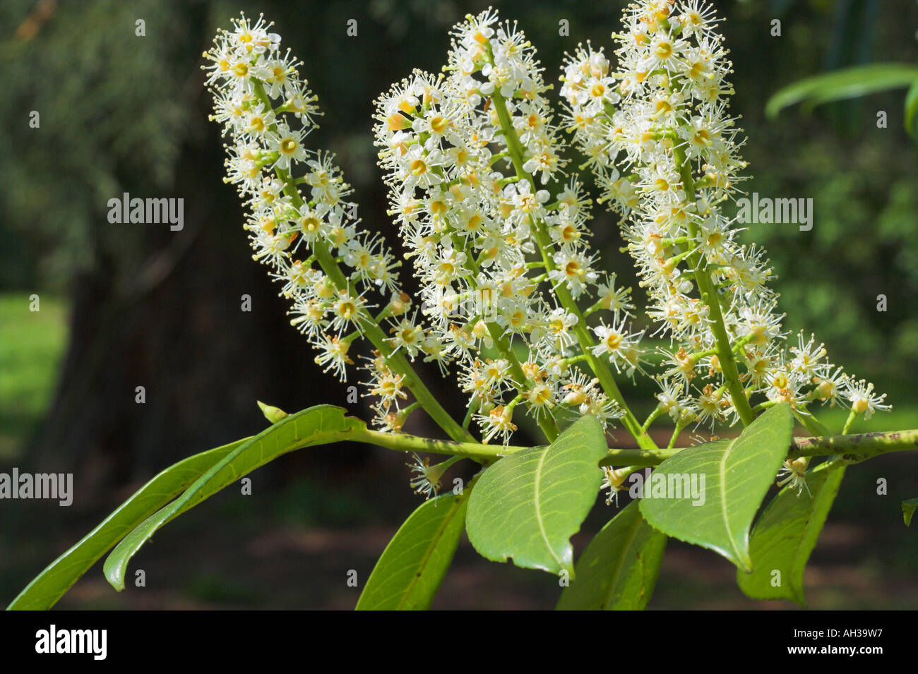 Prunus Laurocerasus L.  Kirschlorbeer in Blüte Stockfoto