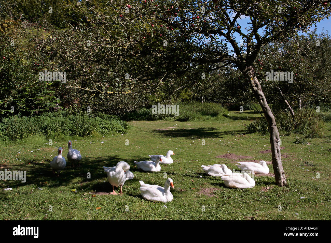 Kleine Herde von weißen Gänse im englischen Garten Stockfoto