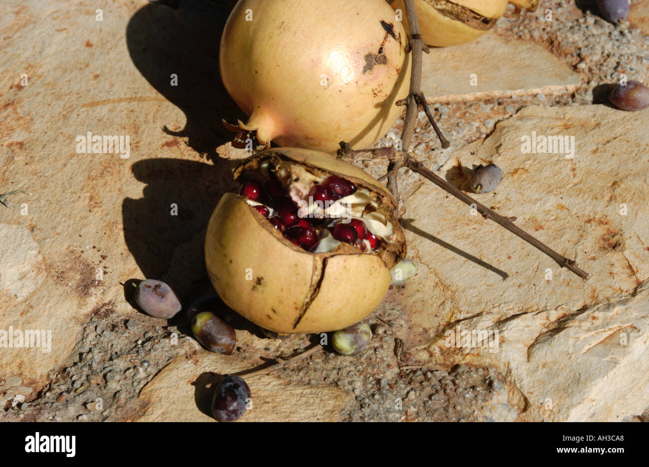 Frisch gepflückt Granatapfel-Symbol der Fruchtbarkeit Bringer von Glück in Griechenland Stockfoto