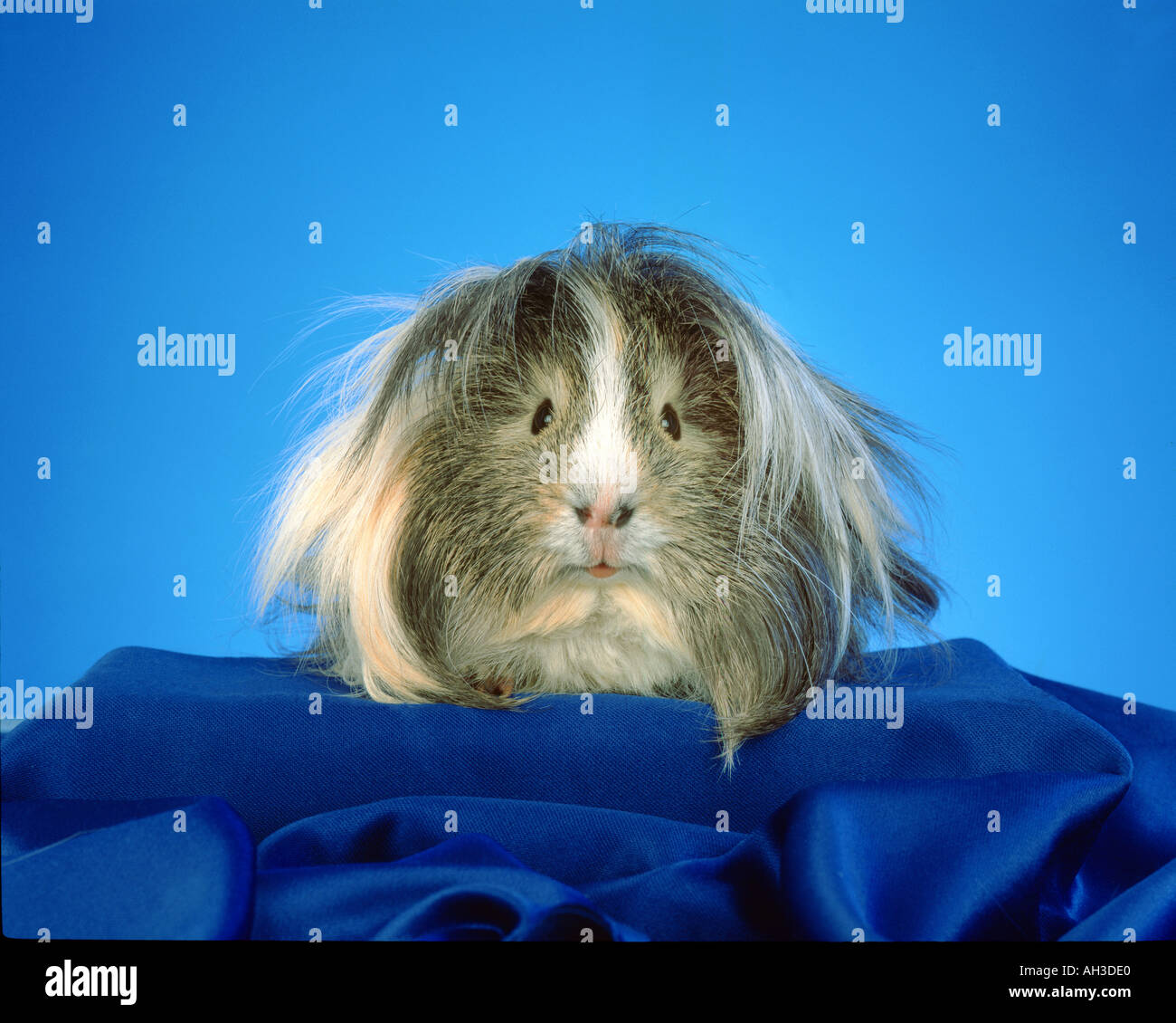 Porträt von ein Angora-Meerschweinchen sitzen in einem blauen Ambiente Ambiente PET Studio gedreht Stockfoto