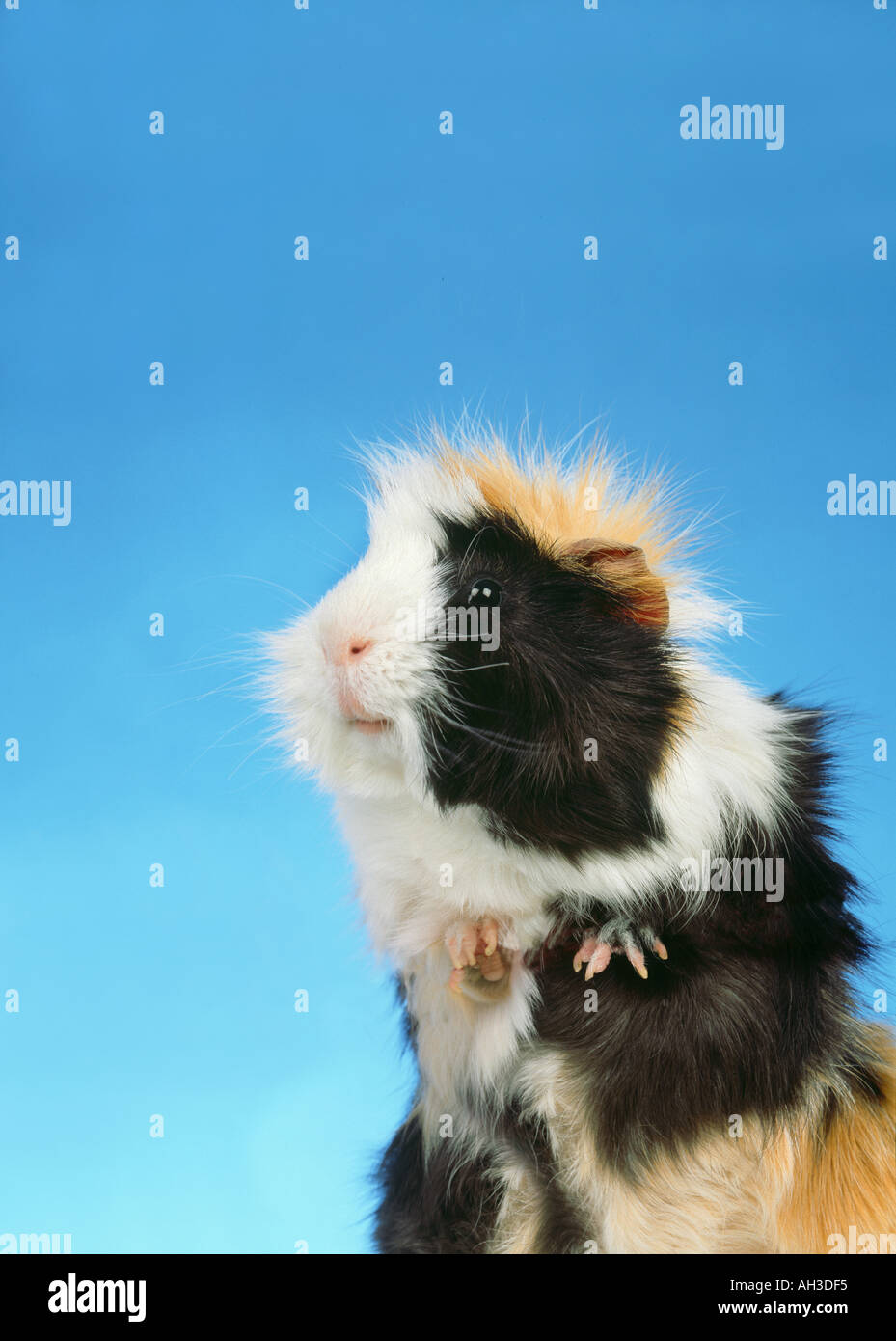 Porträt einer Angora-Meerschweinchen Begradigung und dehnen sich Stockfoto