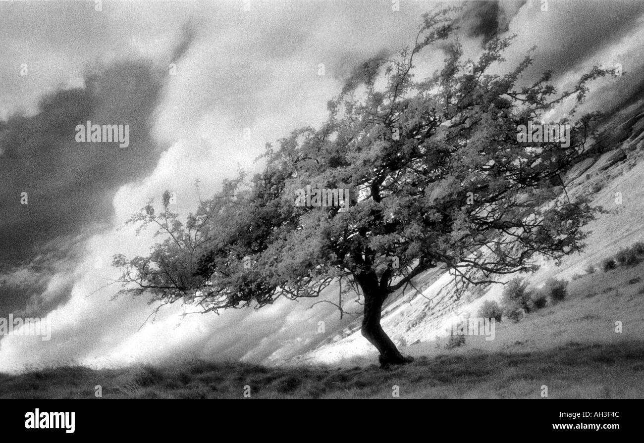 Weißdorn Baum Crataegus Mongyna auf Hügelseite Selkirk Grenzen Schottland Stockfoto