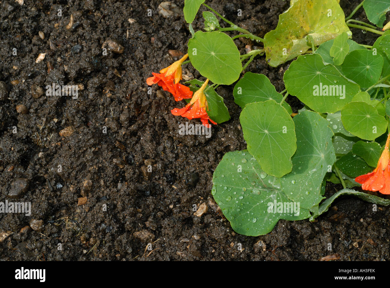 Regen Sie auf Gartenerde mit Wassertropfen auf einer Kapuzinerkresse Blatt Blumen Stockfoto