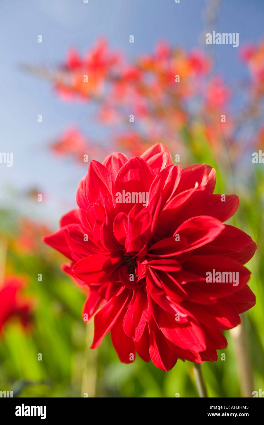 Dahlien in Holehird Gärten, Windermere, Lake District, Großbritannien Stockfoto