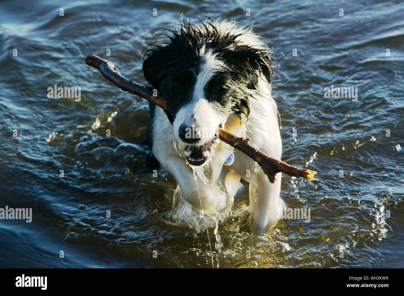ein Border-Collie Hund holen einen Stick von Alcock Tarn, Lake District, Großbritannien Stockfoto