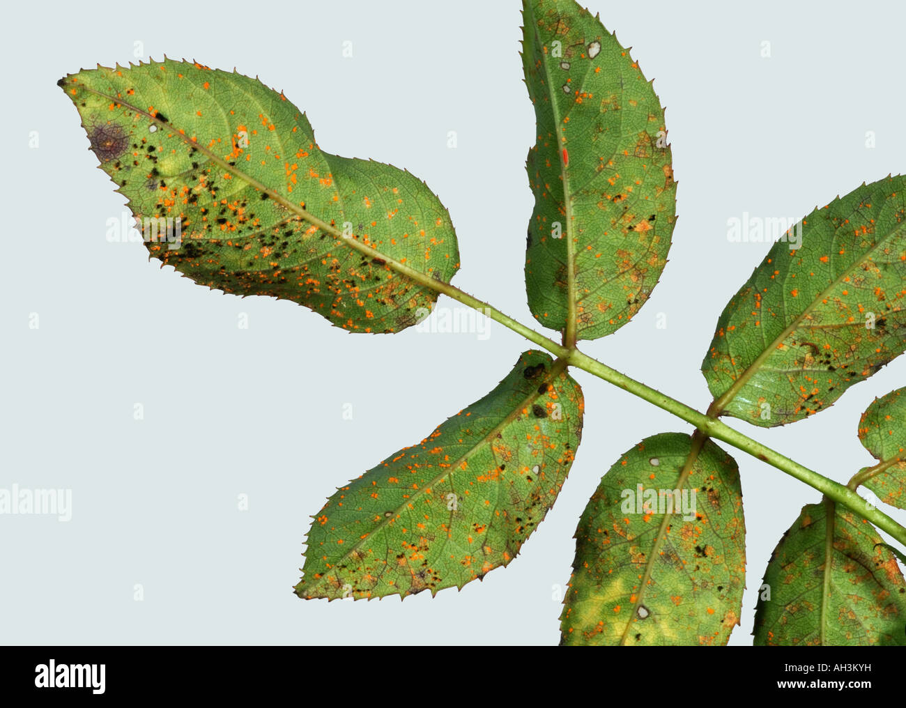 Rose Rost Phragmidium Tuberculatum Pusteln auf Unterseite Rosenblatt Stockfoto