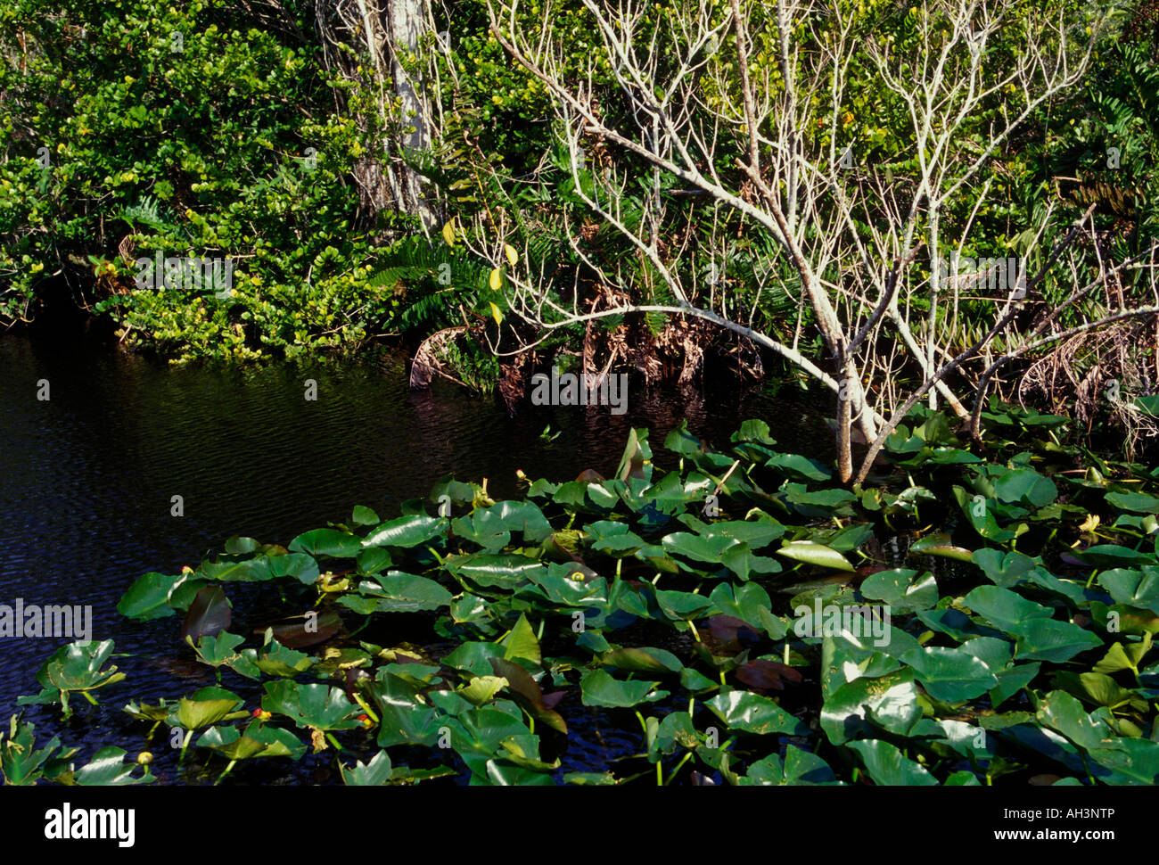 Wasserpflanzen, Pflanzen, Vegetation, Everglades, Coopertown, Florida, Vereinigte Staaten, Nordamerika Stockfoto