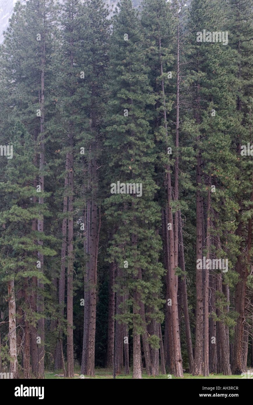 Yosemite-Redwood-Bäume Stockfoto