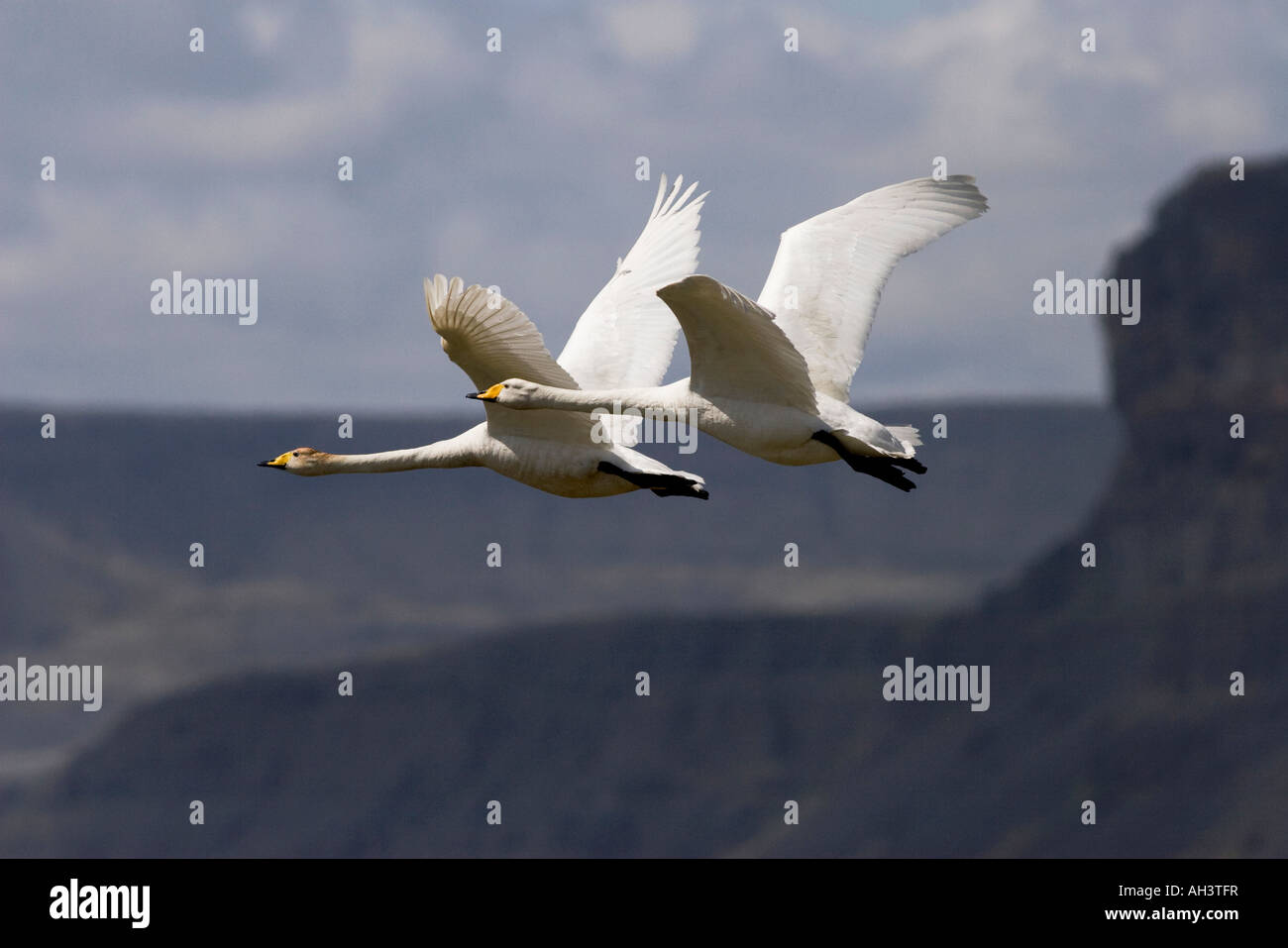 Whooper Schwan paar auf der Flucht Stockfoto