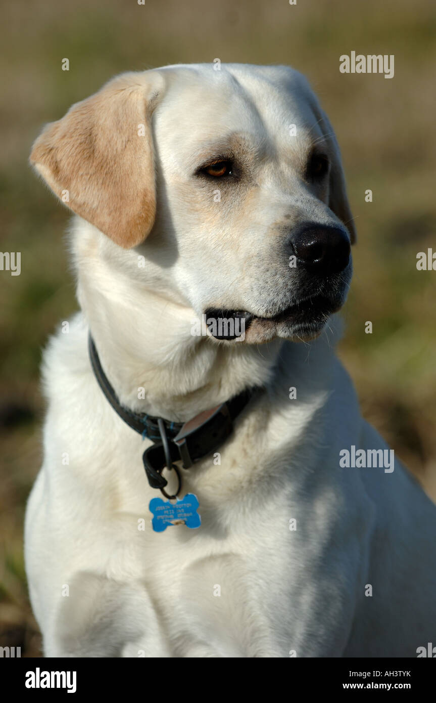 Golden Labrador Hund Stockfoto