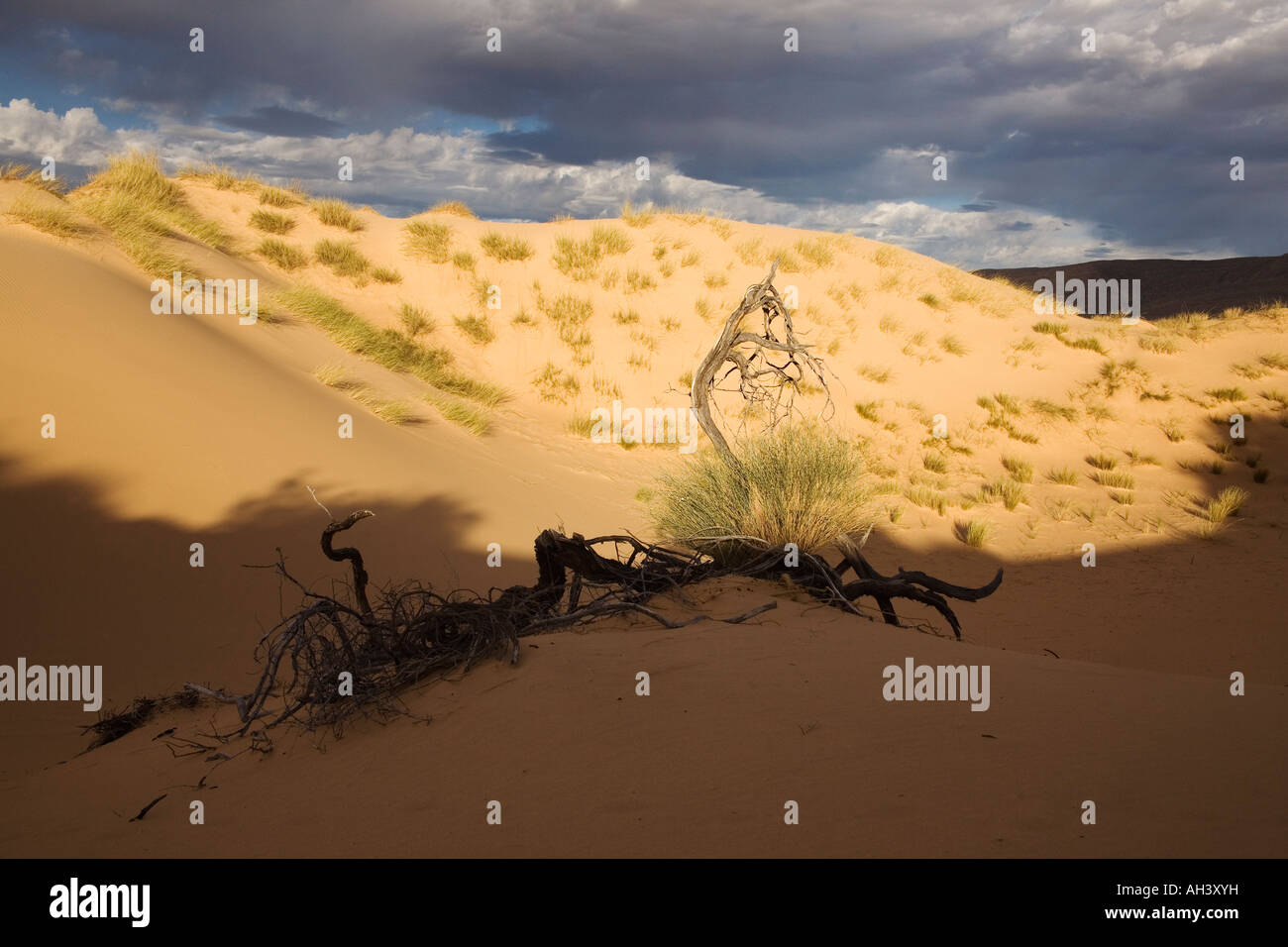 Brüllend Sand Dünen Witsand Naturschutzgebiet Northern Cape, South Africa Stockfoto