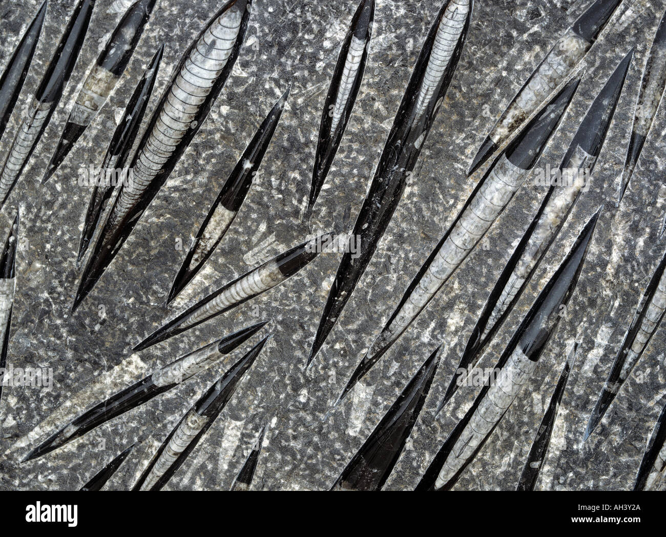 Orthoceras fossiler Mollusken Tafel 350 bis 500 Millionen Jahre alten, fossilen Meerestieren Stockfoto