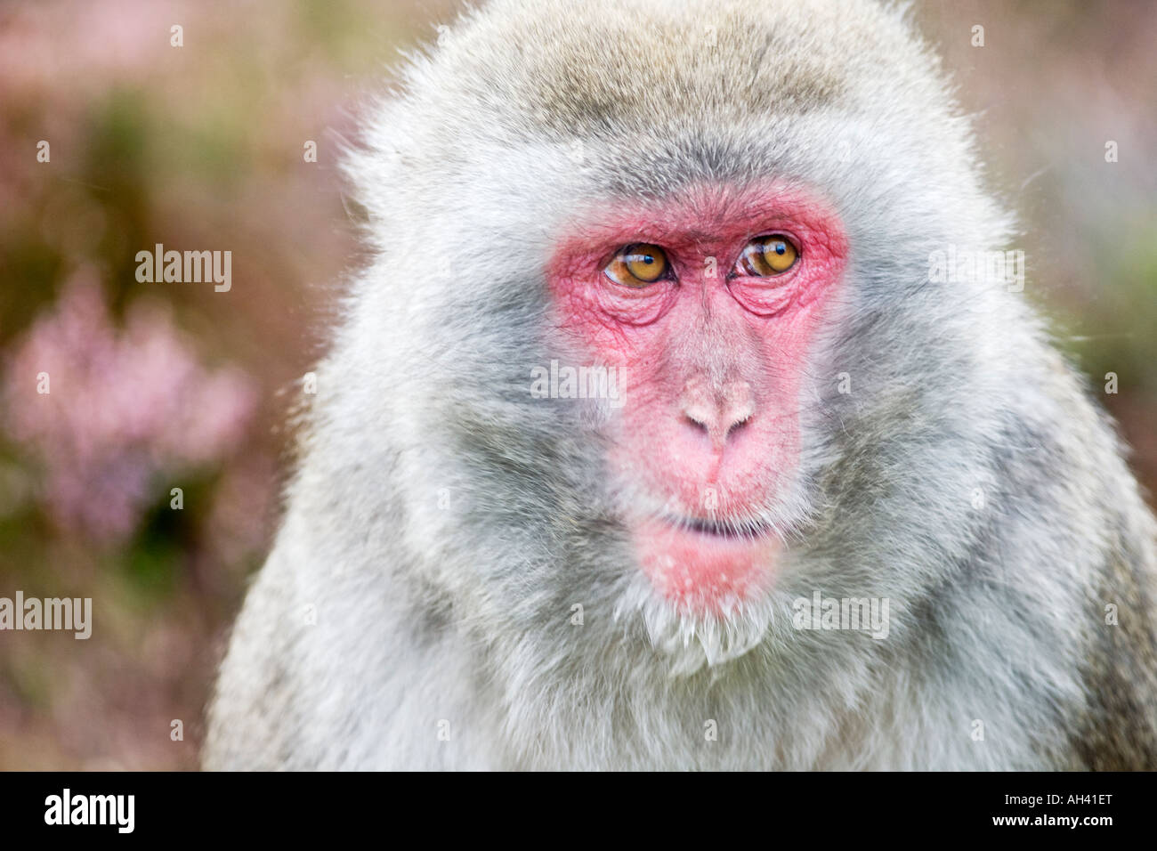 Japanischen Makaken Snow Monkey Stockfoto
