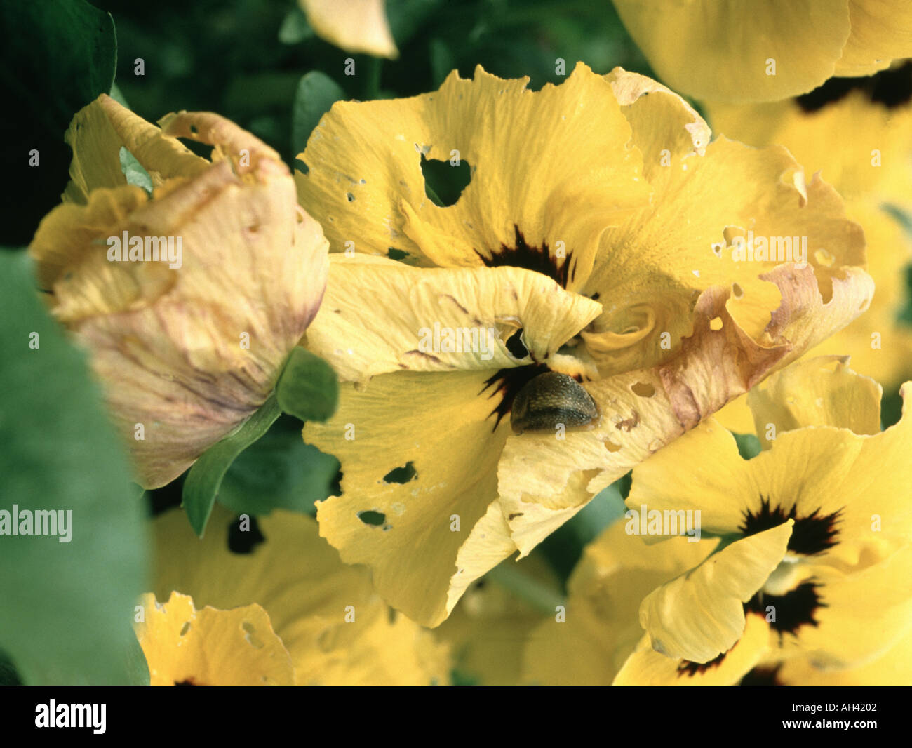 Schwere slug Schäden an winterblüher Stiefmütterchen, Viola sp., Blüte und düsteren Slug Stockfoto