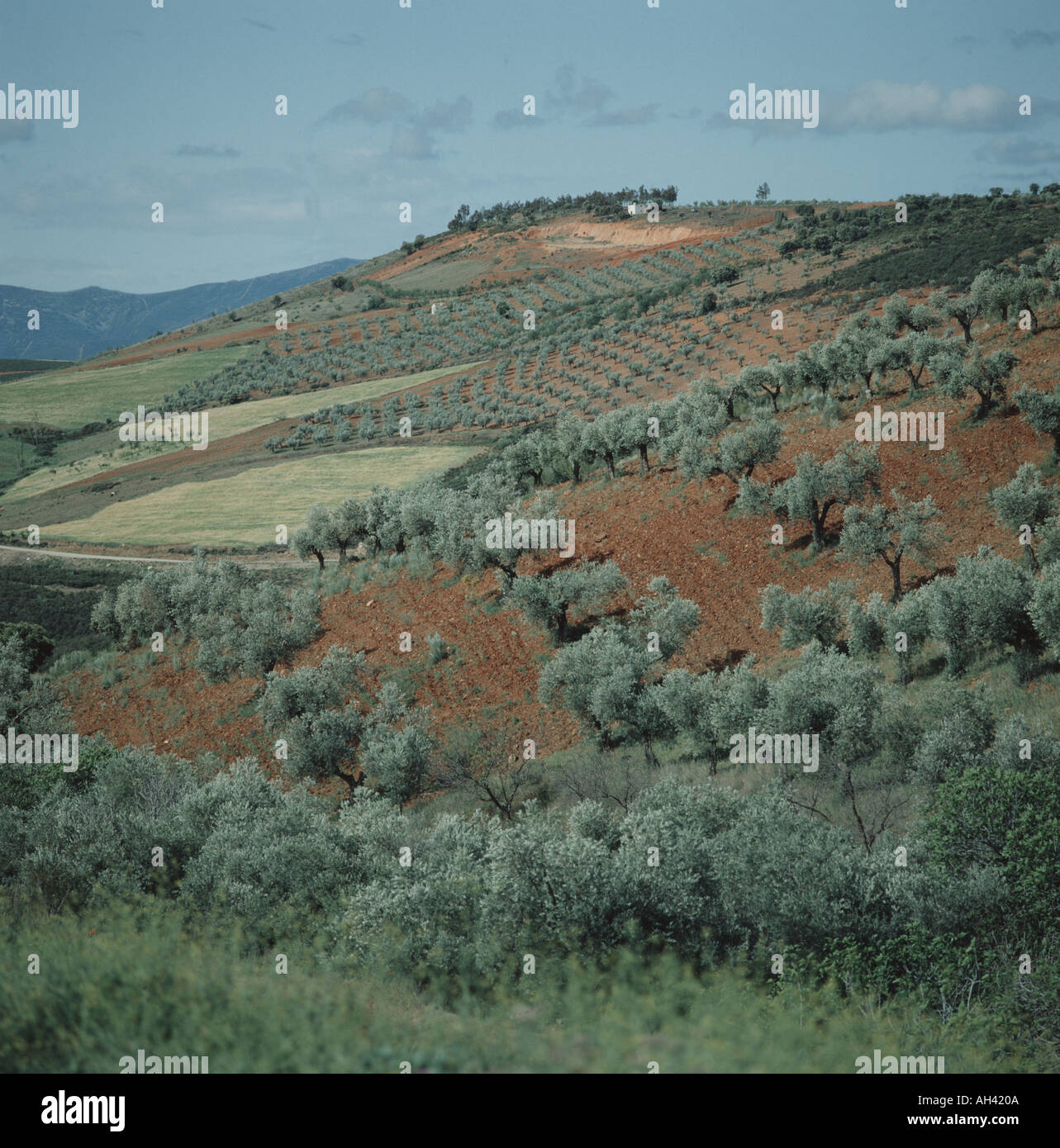 Olivenbäume in Hainen und Rot des Bodens auch einige Getreide in der Nähe von La Mancha, Spanien Stockfoto