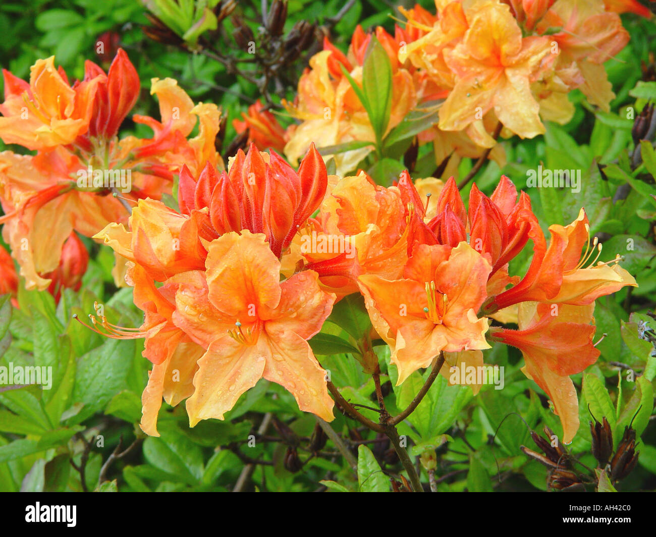 Azalee Rhododendron Tanzroutinen Exbury Hybrid Pfirsich Garten winterharte Strauch in Grenze Stockfoto
