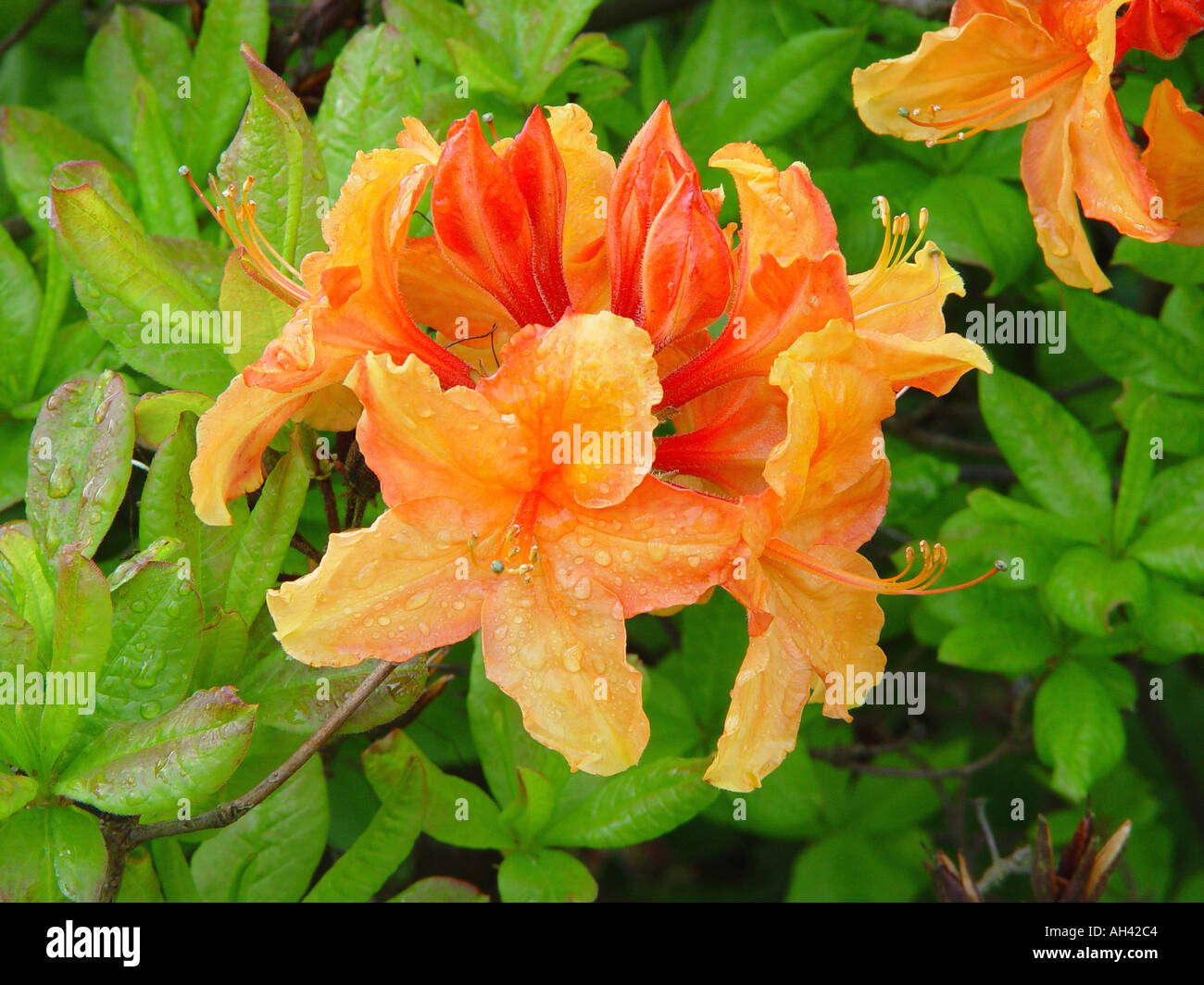 Azalee Rhododendron Tanzroutinen Exbury Hybrid Pfirsich Garten winterharte Strauch in Grenze Stockfoto