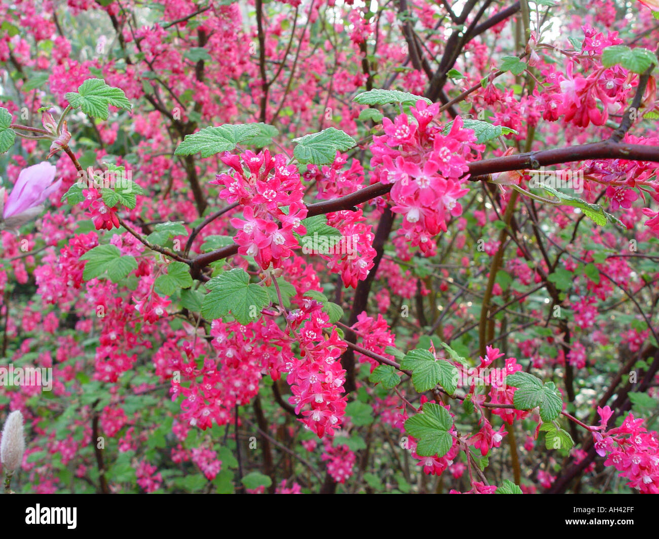 Ribes Pulborough Scarlet Nahaufnahme blühende Johannisbeere Stockfoto