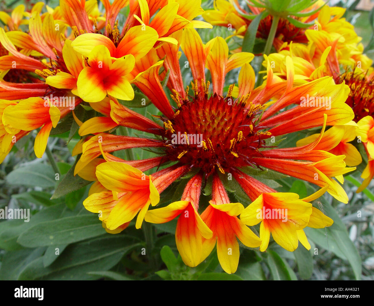 Gaillardia Fanfare Garten mehrjährige Decke Blume Stockfoto
