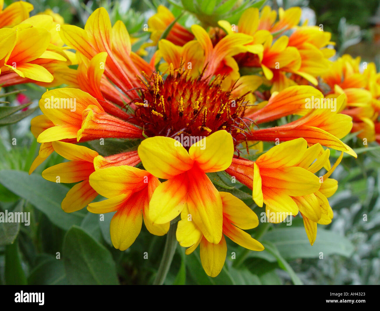 Gaillardia Fanfare Garten mehrjährige Decke Blume Stockfoto