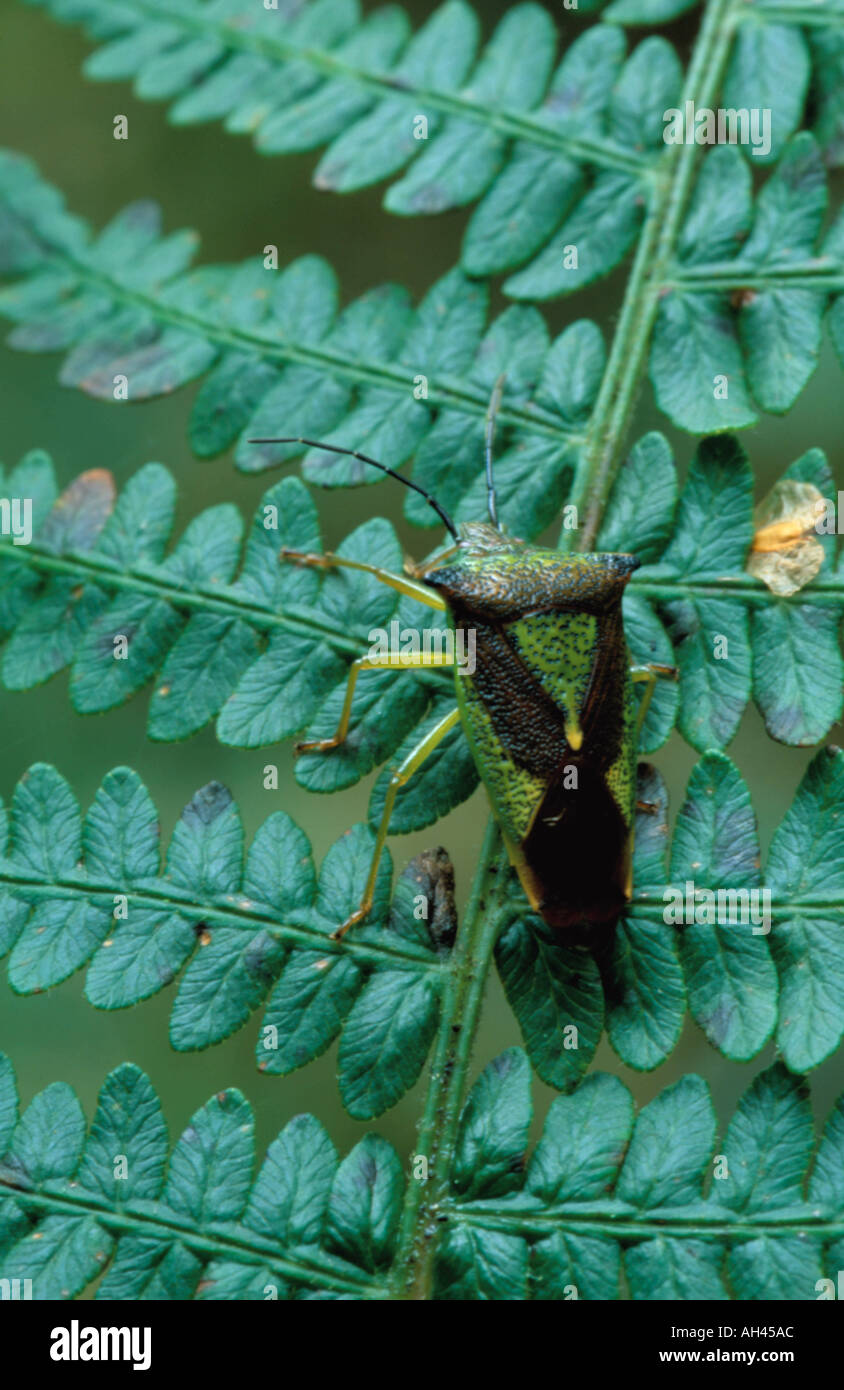 "Weißdorn Schild Bug" (Acanthosoma Haemorrhoidale) auf ein Farn. Stockfoto