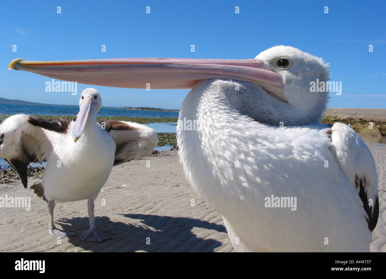 Zweit Firma Pelecanus Conspicillatus A paar australische Pelikane South Australia hohe Bildauflösung Digitalkamera Stockfoto