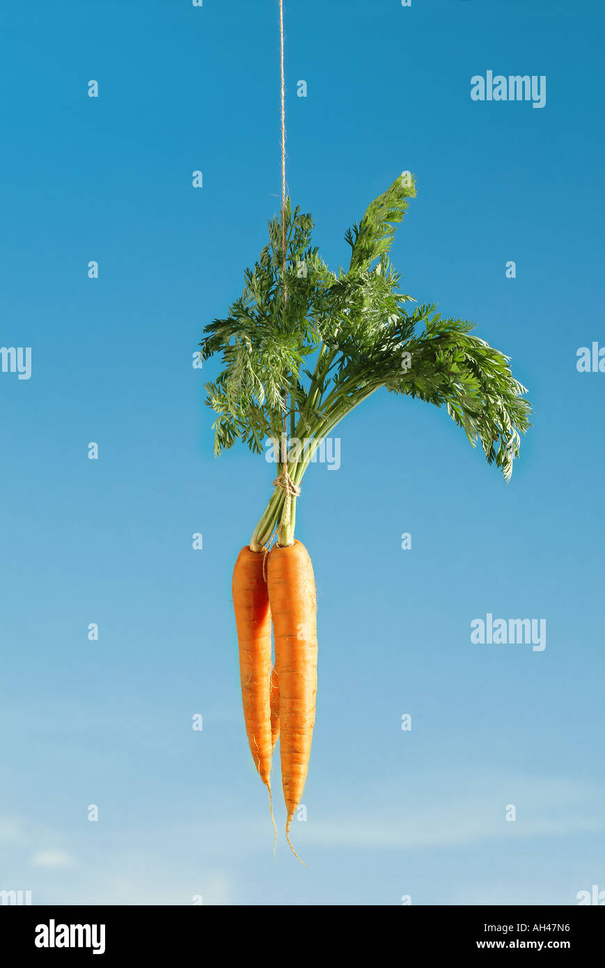 Möhren Karotten Stockfoto