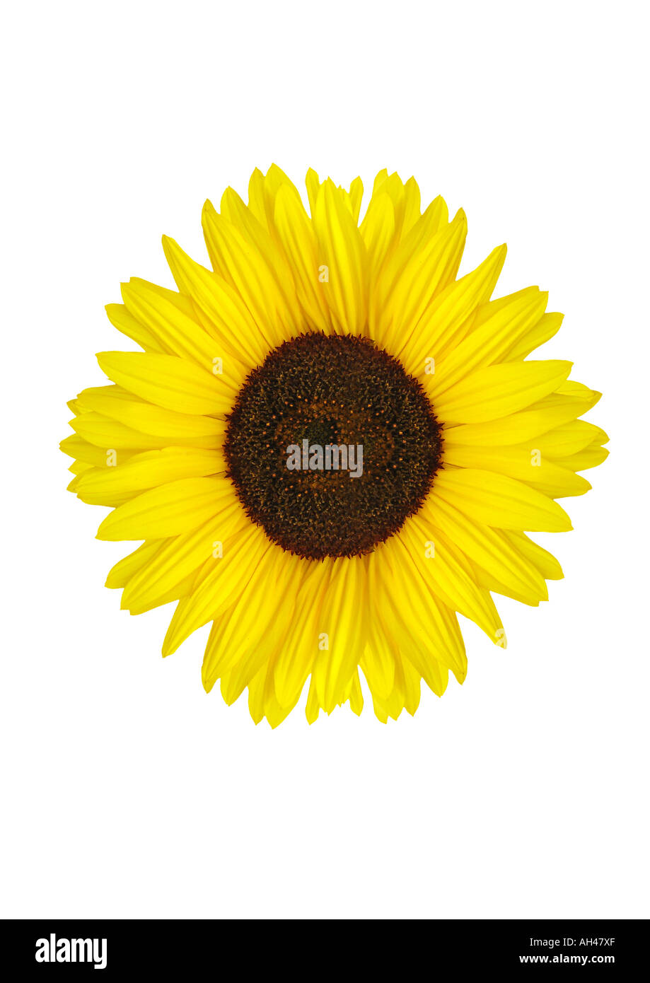 Sonnenblumen Spieleheustadl Stockfoto