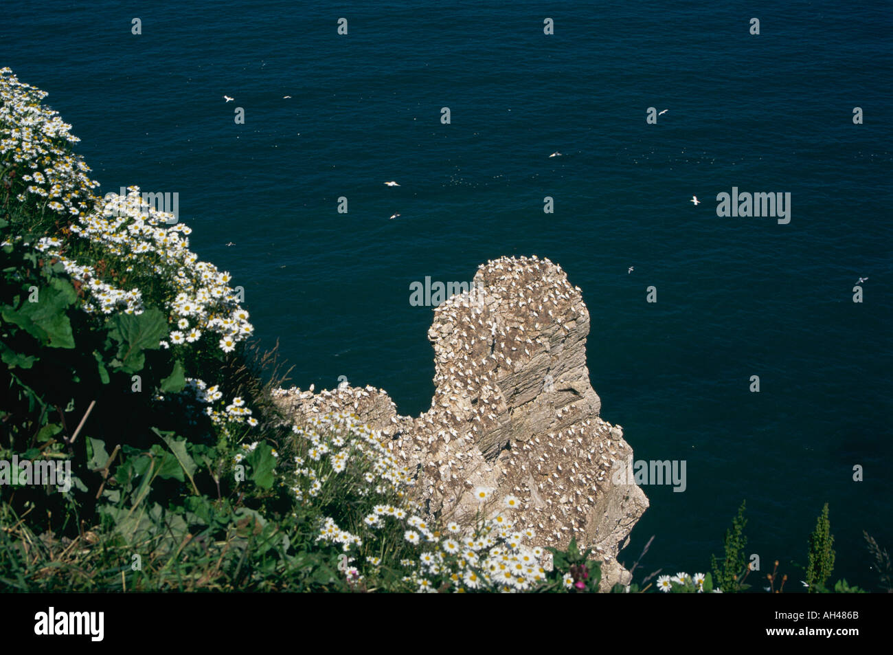 Tölpel Kolonie Bempton Klippen RSPB Reserve Flamborough Head North Yorkshire England Stockfoto