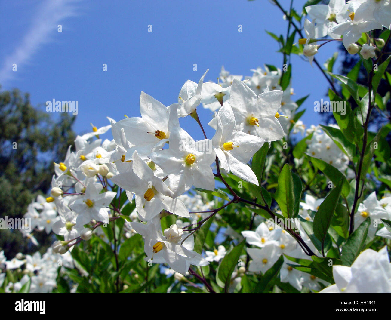 Solanum Jasminoides Album Solanaceae Syn Lycianthes White Garten Klettern dekorative Blüte Kartoffel Stockfoto