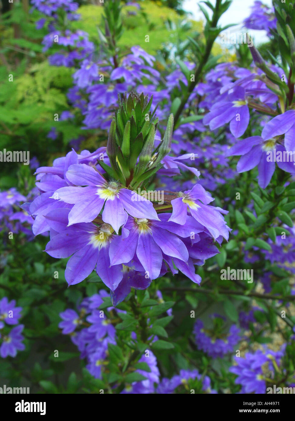 Scaevola Aemula blau lila zart nachgestellte Staude Stockfoto